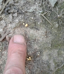 Cantharellus romagnesianus