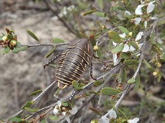 Polyzosteria mitchelli