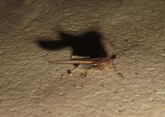 Hedotettix pulchellus