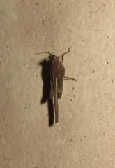 Hedotettix pulchellus