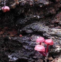 Cruentomycena viscidocruenta
