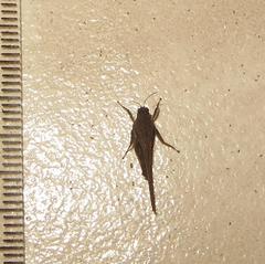 Hedotettix pulchellus