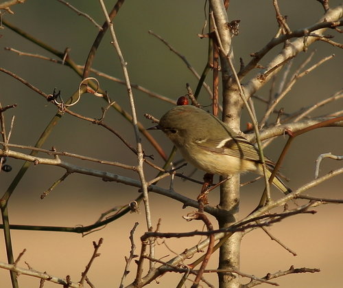 Ruby-crowned Kinglet photographed in Arkansas