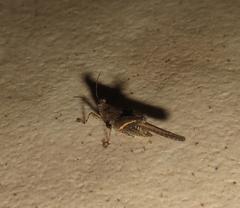 Hedotettix pulchellus