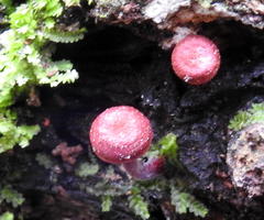 Cruentomycena viscidocruenta