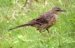 Anthus similis
