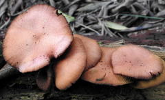 Cortinarius sanguineus image
