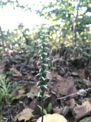 Spiranthes ovalis