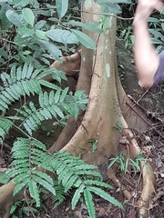 Ficus variegata garciae
