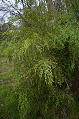 Acacia howittii