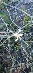 Gladiolus involutus