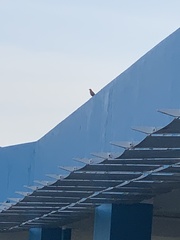 Acridotheres javanicus