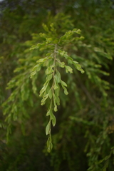 Acacia howittii