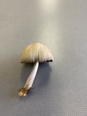 Agaricales