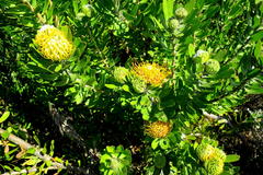 Leucospermum praecox