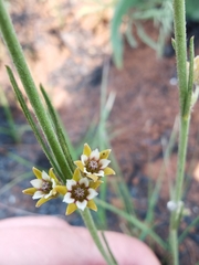 Aspidoglossum lamellatum