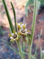 Aspidoglossum lamellatum