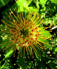 Leucospermum praecox