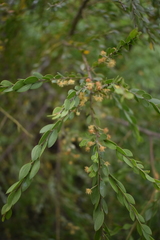 Acacia howittii