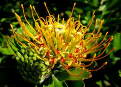 Leucospermum praecox