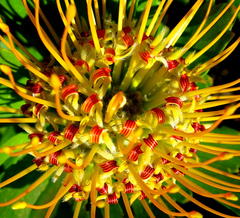 Leucospermum praecox