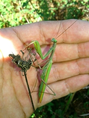 Mantis religiosa religiosa