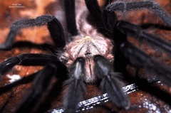 Birupes simoroxigorum