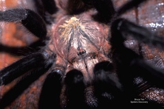 Birupes simoroxigorum