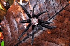 Birupes simoroxigorum