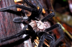 Birupes simoroxigorum