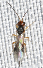 Euphorinae