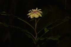 Eupomatia bennettii