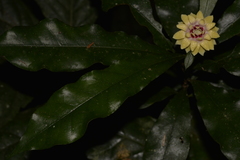 Eupomatia bennettii