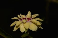 Eupomatia bennettii