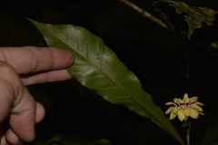 Eupomatia bennettii