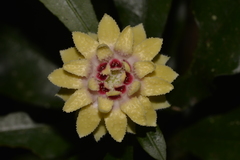 Eupomatia bennettii