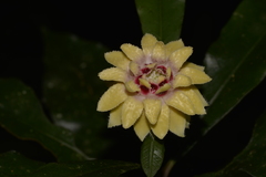 Eupomatia bennettii