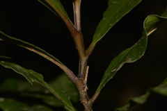 Eupomatia bennettii