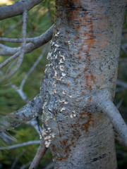 Cronartium ribicola
