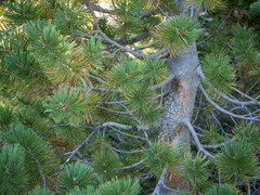 Cronartium ribicola