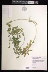 Euphorbia platyphyllos