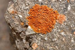 Xanthoria calcicola