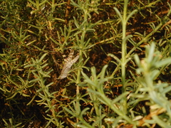 Caroxyleae