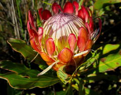 Protea susannae