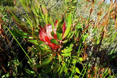 Protea susannae