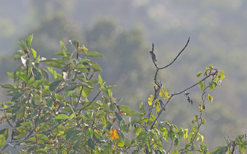 White-browed Purpletuft