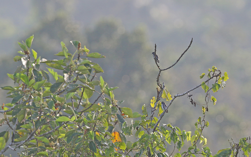 White-browed Purpletuft