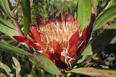 Protea susannae