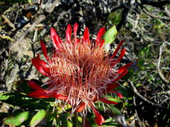 Protea susannae