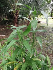 Dracaena sanderiana
